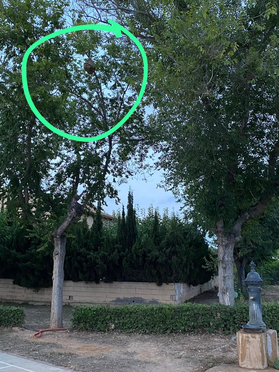 <a href="/ajAltafulla/">Ajuntament d'Altafulla</a>  Hem detectat aquest #rusc que sembla de #vespa asiàtica a la pista de bàsquet i futbol de via augusta 70. Si us plau, vigileu!!! #Altafulla