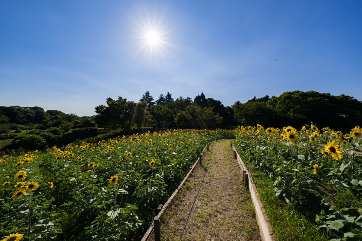 サンフィニティ

#国営昭和記念公園 #ひまわり #サンフィニティ
#FUJIFILM #XF1680 #XF8