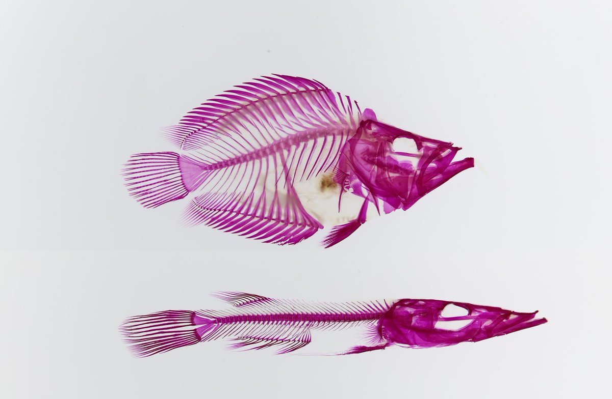 Leaffish (Monocirrhus polyacanthus; top) and Pikehead (Luciocephalus pulcher; bottom) - two odd lineages of piscivores