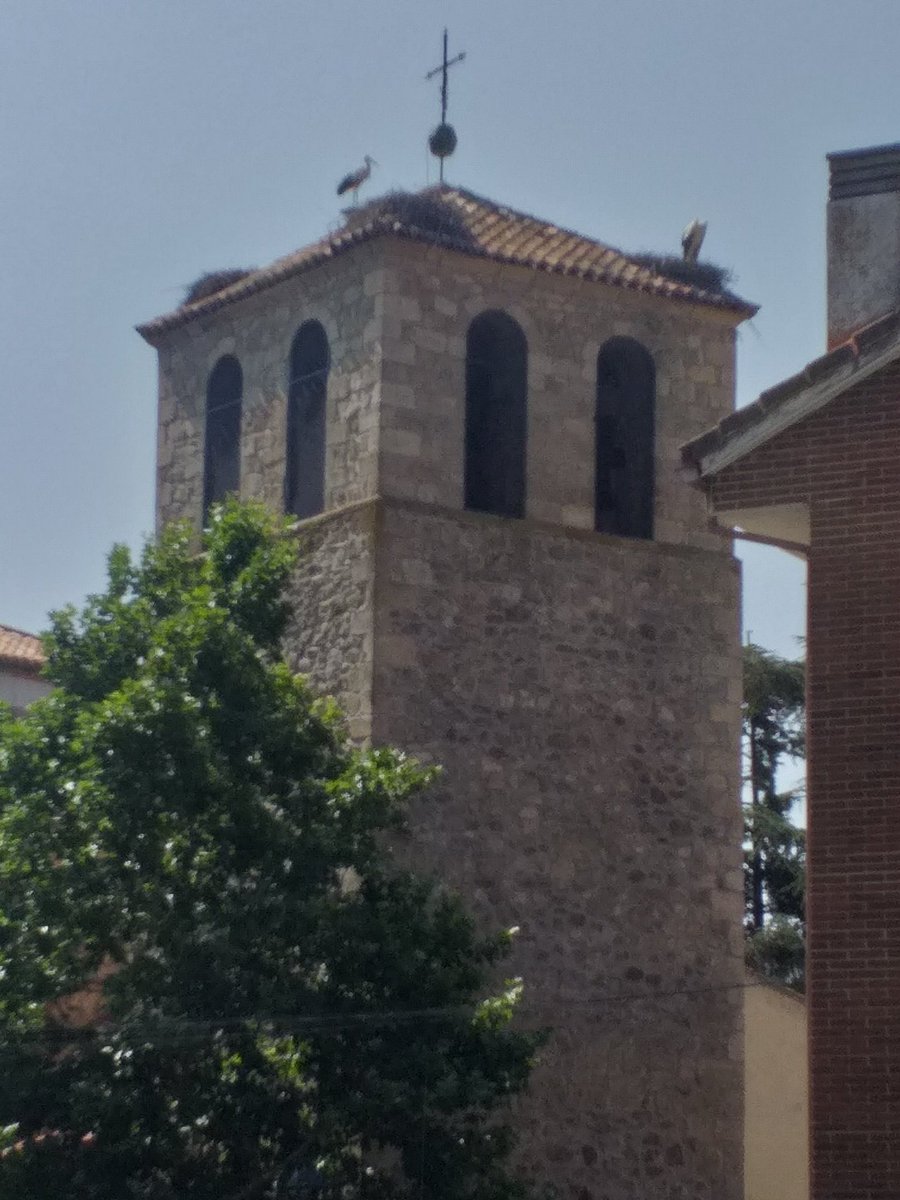En Soto del Real ( Madrid) encontramos un sitio ideal para el avistamiento de cigüeñas. Es fascinante el trajín que llevan para conservar sus inmensos nidos sobre la Iglesia 'Inmaculada Concepción' del SigloXVI. @PrensaACPI