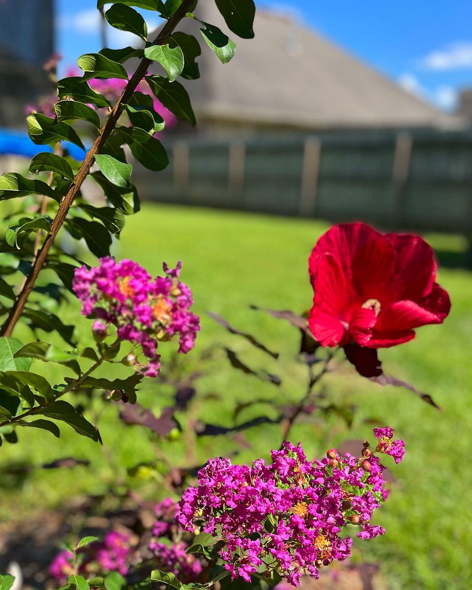 HEHIII's tweet image. Loving these blooms in the backyard🌺
🌸
#flowers #plants #backyardshenanigans #nature #bloom #blessed #sunshine #explorepage #picoftheday