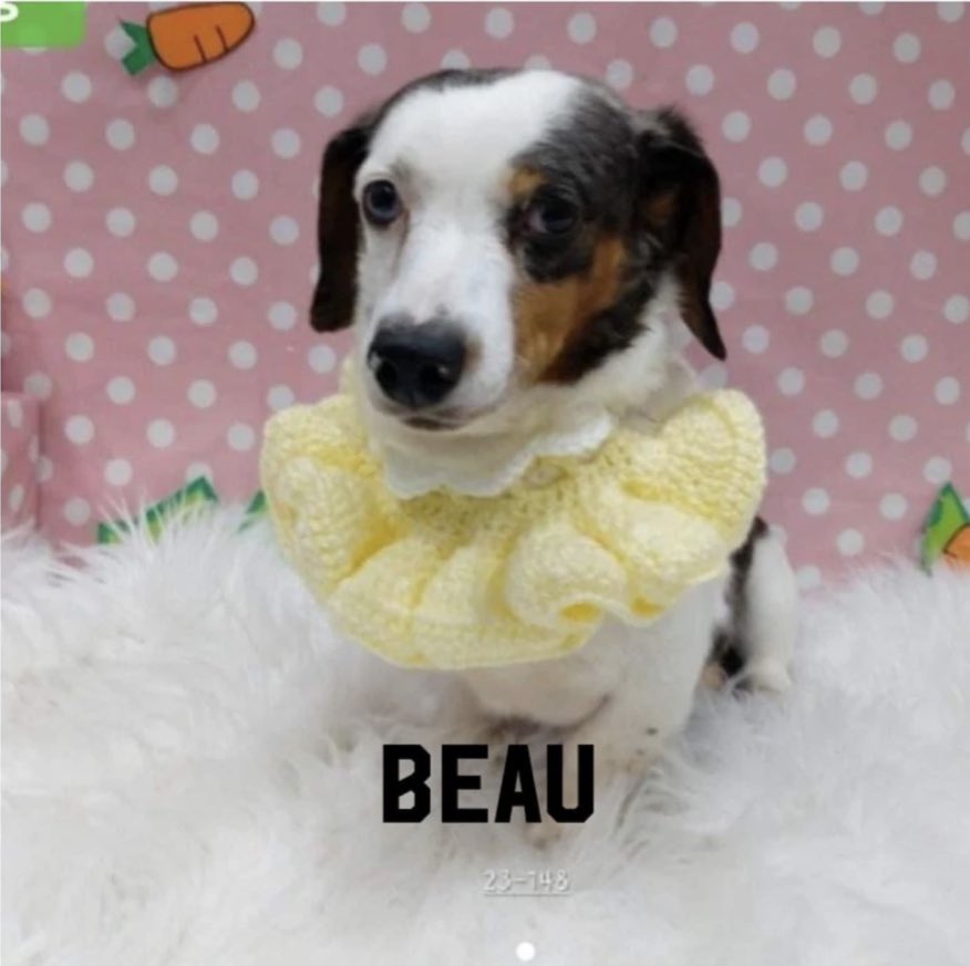 🐾 Sweet Boy Beau is looking for his forever home. Is this handsome chap the one to melt your heart? Details below. 🐾 dmtdrsg.org/post/beau-is-l…