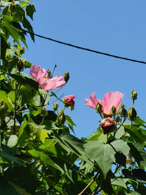 .+*(* ॑꒳ ॑*  )おはようです!。.  暑中見舞い申し上げます  25日、今日もこちら、34℃になるらしい( ꒪⌓꒪) 腰痛だけど、用事があるし… フヨウの花さん(✿・ω・) 助けておくれ 良い1日を  #TLを花でいっぱいにしよう #フヨウ