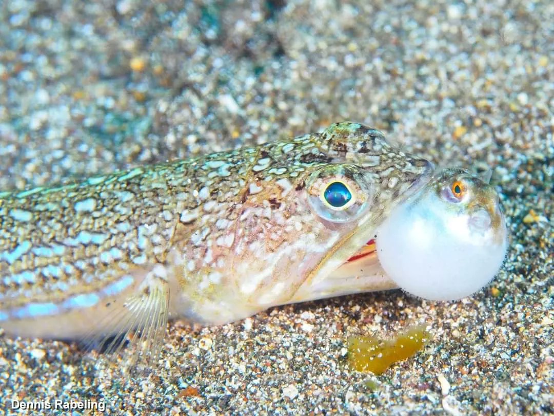 We #worry about a lot of things.

In the #ocean things are sometimes a bit more easy.

​Eat or get eaten....