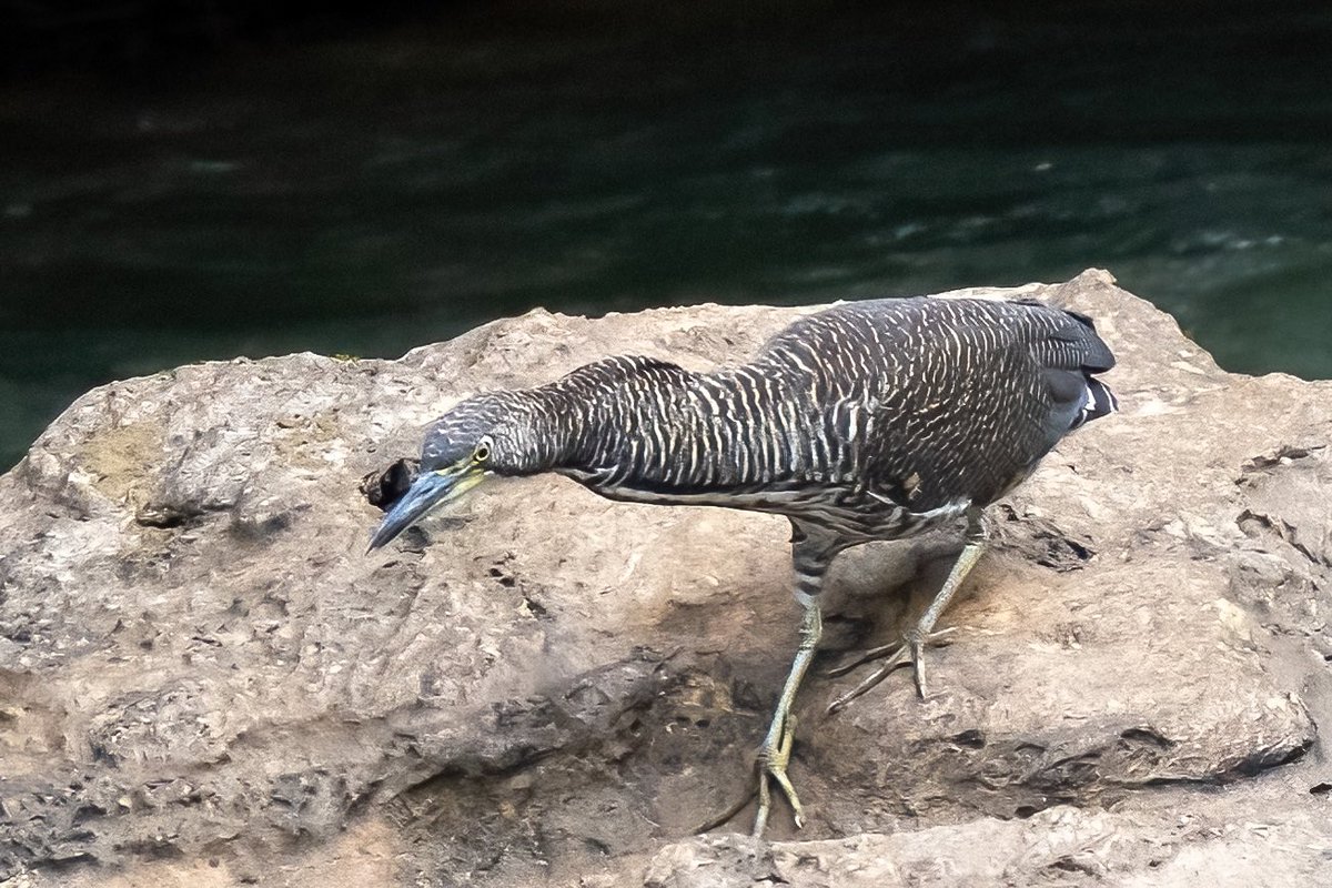 mitoGFP's tweet photo. Fasciated tiger heron and Striated heron
#BirdsSeenIn2023 #birding #BirdTwitter @inaturalist #Birdsofperu #birds #BirdsOfTwitter #birdphotography #peru #heron #perubirds #avesdelperu #birdsofinstagram #birdwatching https://t.co/38kfSztVH5