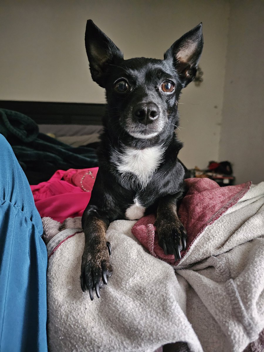 EmiliaPuffs's tweet photo. We spent all day at the emergency vet because someone got bit/stung by some kinda bug on their morning walk and their face swelled up and they were howling in pain :']

Shes fine now. Benadryl and a steroid shot. Stopped my heart this morning tho https://t.co/izKnAUgM2m