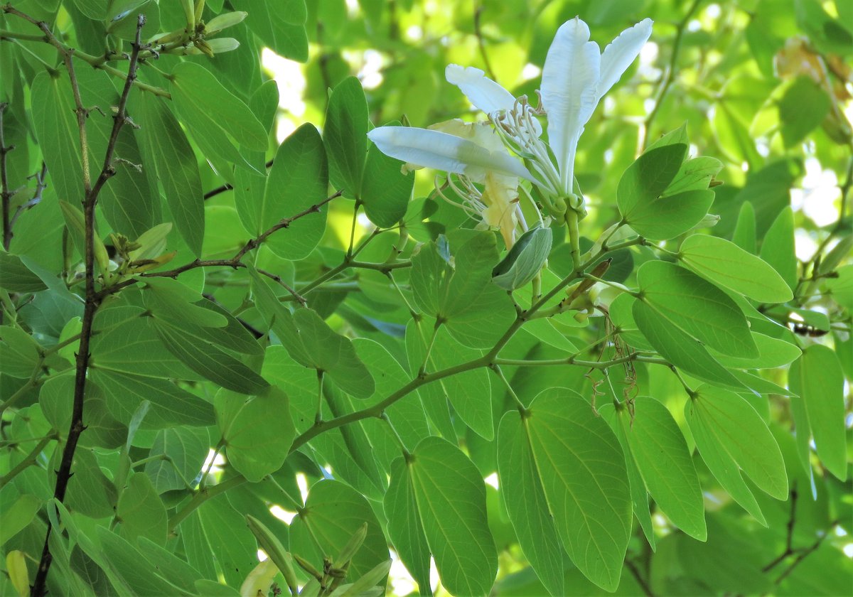 In the absence of orchids there is always the Orchid Tree. This one is from South America and its species name - forficata - means 'scissor-shaped', a reference to the overlapping pair of leaflets.

talkingplants.blogspot.com/2023/07/subdue…