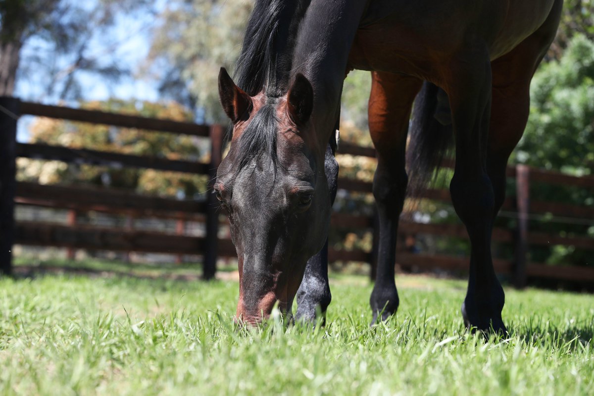 Alabarfarms's tweet photo. Art Major is having an incredible season with his two year olds yet again.

He currently leads the Australian Two Year Old Sires Premiership by both winners (20) and prizemoney ($853,167).

In fact he is now over $300,000 ahead of the second placed stallion on the premiership! https://t.co/6UwmEFrWMQ