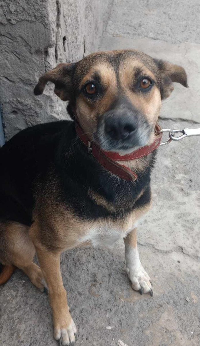 Nada para Golondrina, ni una pregunta, ni una solicitud:( solo tiene 2 semanas más para encontrar un hogar, es tranquila y amigable, talla mediana, 2.años aprox, #rt #cdmx #AdoptaNoCompres wats 5548724347