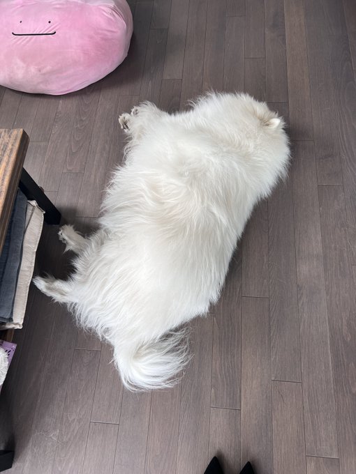 i don&rsquo;t think my dog is a dog https://t.co/5qXcZqCyhK<a href="/tag/baldursgate3"class="tags"><span>#baldursgate3</span></a>