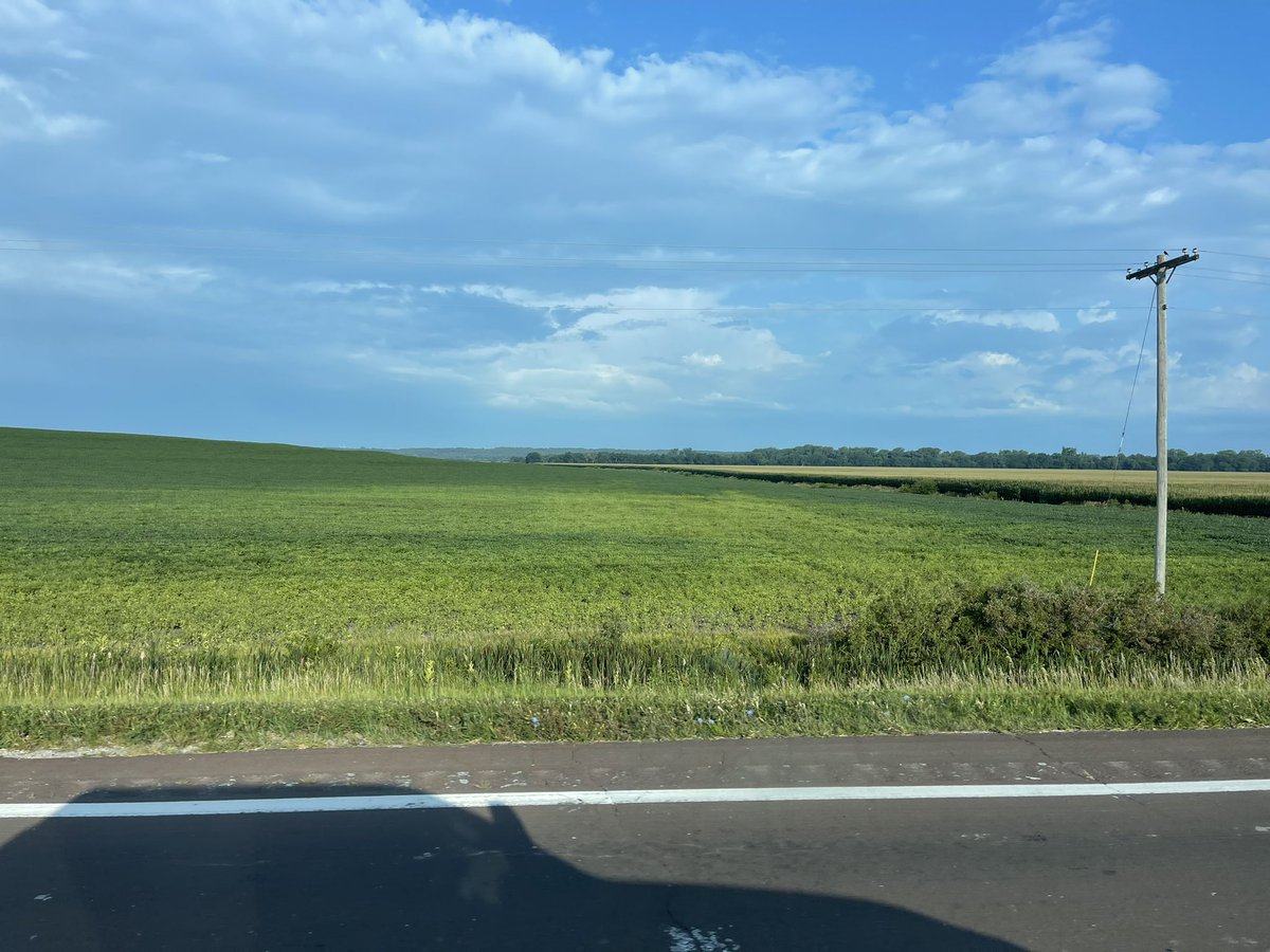 Cropwise1's tweet photo. MU plant clinic just confirmed this soybean shit show is brought to you by Phytophthora Root Rot.  Said the samples are incredibly pure. Largest plant path event I've seen.  Close second would be gls outbreak in P3394 in 1996, difference being this PRR knows zero boundaries https://t.co/wusk7ZB3qV
