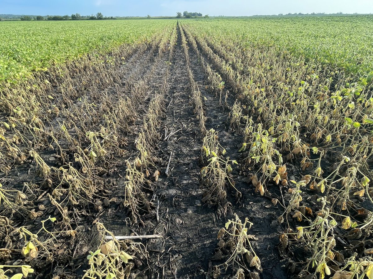 Cropwise1's tweet photo. MU plant clinic just confirmed this soybean shit show is brought to you by Phytophthora Root Rot.  Said the samples are incredibly pure. Largest plant path event I've seen.  Close second would be gls outbreak in P3394 in 1996, difference being this PRR knows zero boundaries https://t.co/wusk7ZB3qV