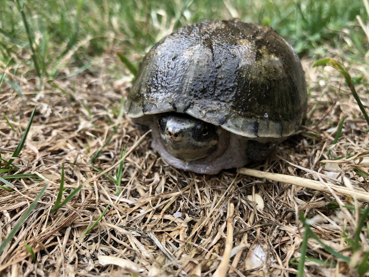 Can you guess the species of this #turtle? 
#TurtlesofTwitter #AnimalFacts