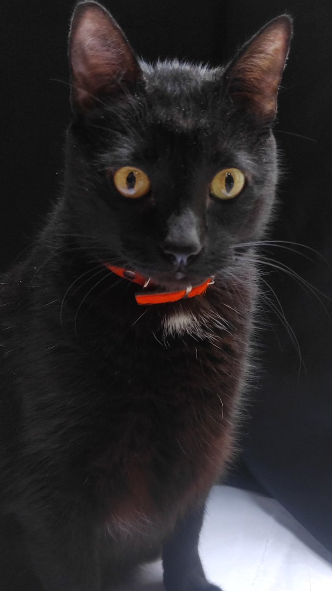 evaloonaaaa's tweet photo. @mossheadswife Mí gato, llamado Chimo, vió cosas que no debía ver... https://t.co/ZugtxxOpTC