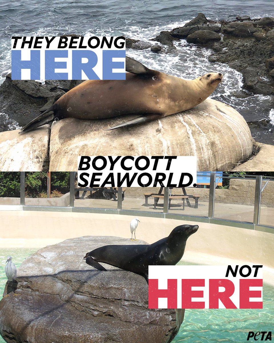 #SeaWorld is an abusement park—not a home.
 
SeaWorld needs to stop using animals & send the dolphins & whales to seaside sanctuaries! #BoycottSeaWorldDay