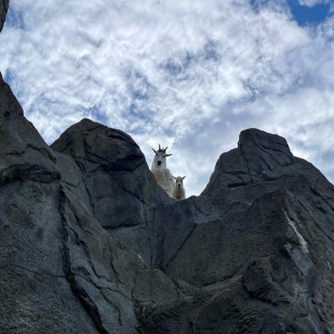 DenverZoo's tweet photo. We are devastated to share that Salix, our Rocky Mountain goat kid, unexpectedly passed away on July 22. This curious little goat was a beloved member of our animal family, and will be dearly missed by all. 🤍 Our full statement can be found here: https://t.co/2fQ0spnw5O https://t.co/sVW5PMIUU3