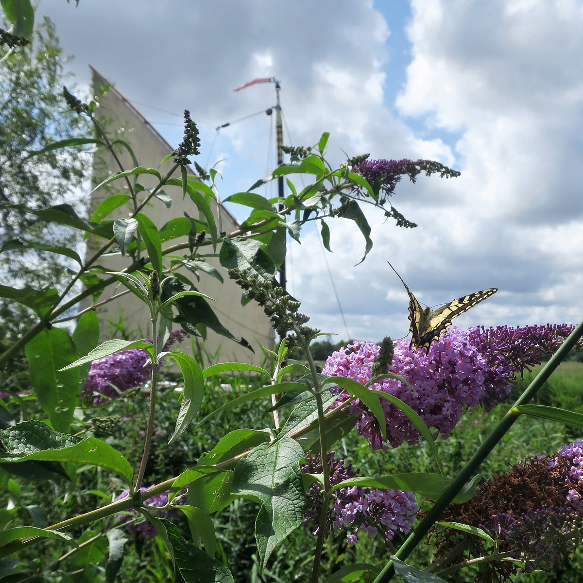 Broads daydreaming #howhill today

#norfolkbroads #swallowtail #wherry