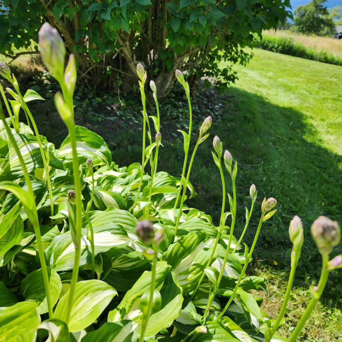 InnovaBuilders's tweet image. New growth happening at The Hill! Book your vacation here in Cape Breton. air.tl/TpnaQLuM