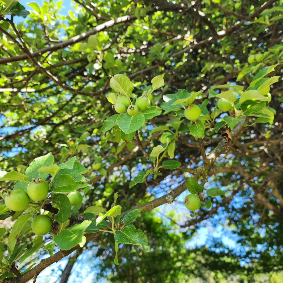 InnovaBuilders's tweet image. New growth happening at The Hill! Book your vacation here in Cape Breton. air.tl/TpnaQLuM