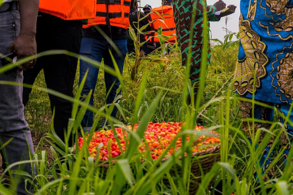 UNBenin's tweet photo. "La production maraîchère dans la coopérative de Kpomè #Aguégués a doublé ainsi que le nombre de producteurs passé de 11 à 26 grâce au #PADMAR sur financement du @FIDAfriqueOuest, @gouvbenin &amp; les fonds Opep", a déclaré le producteur Hounmenou Johane.
 
 👉🏼#SupervisionPadmar2023 https://t.co/a58Ks6zXJL