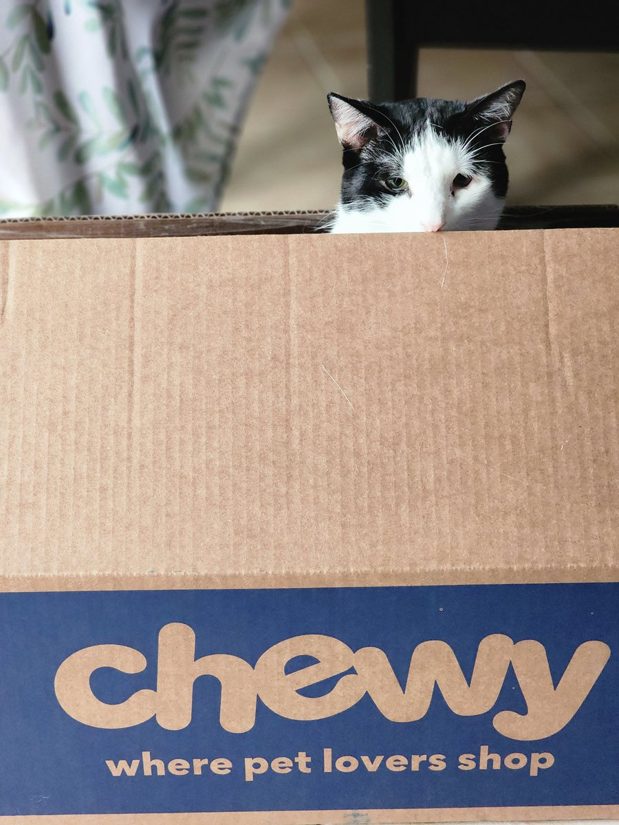 realAschyn's tweet photo. Get dog food, @Chewy throws in something special for the cats https://t.co/lrcRXUvnqd