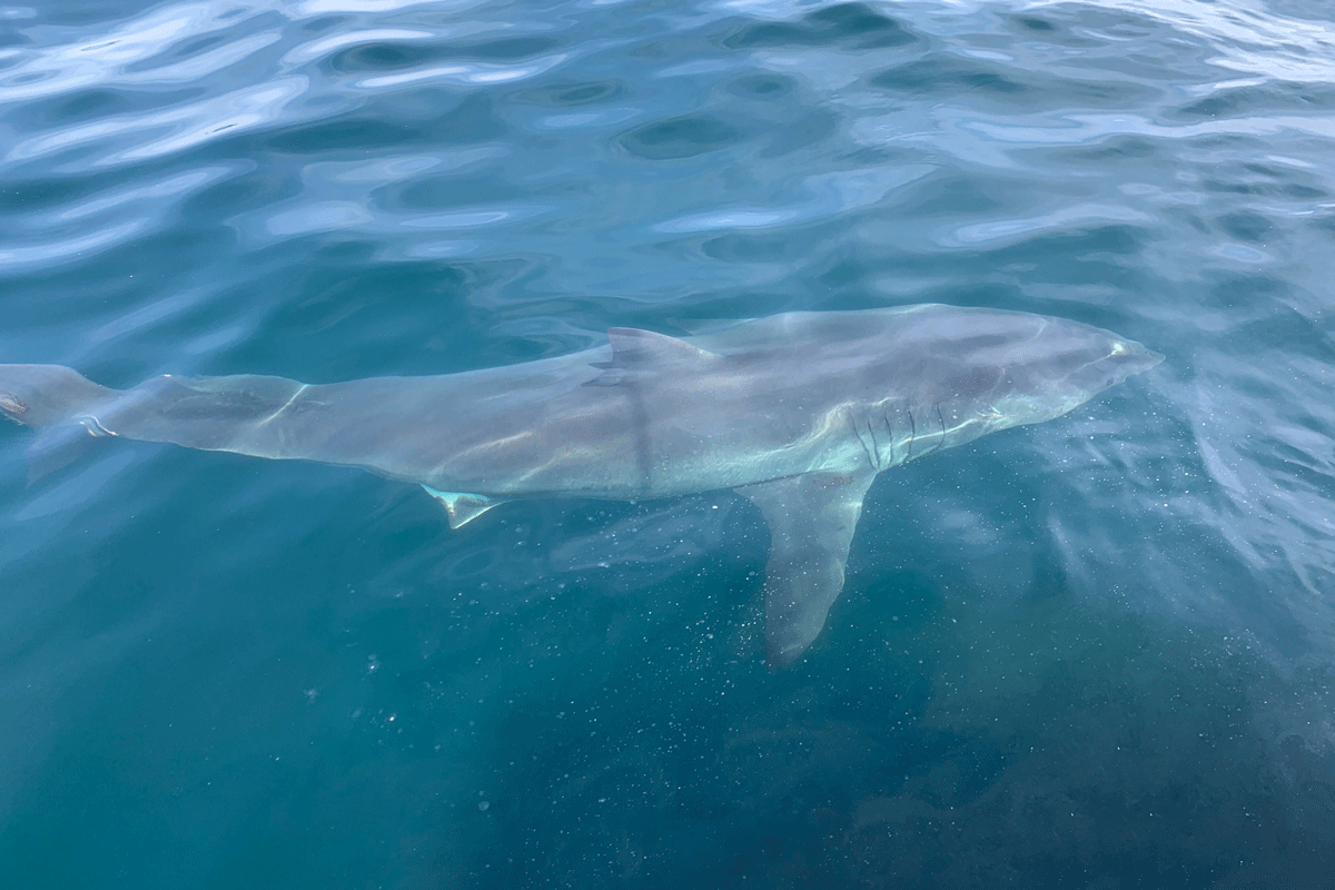 Bigelow Laboratory tweet media