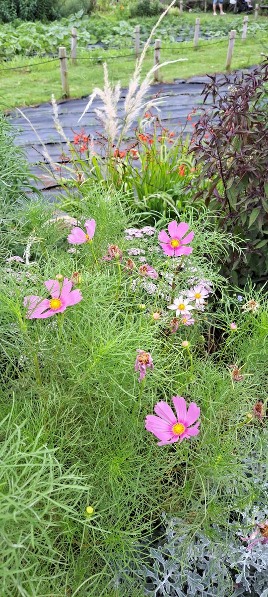 pYtBcwyEDeAGaSG's tweet image. おはようございます☀️
一年数ヶ月花活していますが、まだまだ知らない花が沢山👀‼️
👇️アマ可愛すぎです🎵

#花と緑の広場
#アマ🔰
#秋桜
#シロタエギク
#丹頂アリウム🔰(ネギ属)