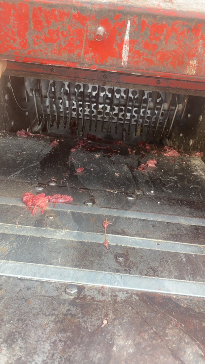 Nothing like firing up the grinder mixer on a 90 degree day only to find out there’s a cat inside the mill 🙃🙃🤮