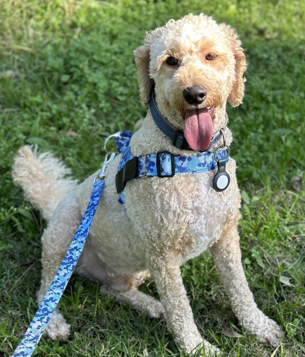 sandyhunter2's tweet photo. Nothing makes me happier than coming home to my Toby boy. (And seeing my granddaughter 😘)
#dogsareperfect
#dogs ❤️
#Labradoodle 😘 https://t.co/Ocyqrj47sD