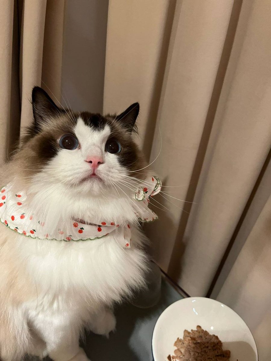 "OMG, this adorable little kitty! I give you cat food and you're still shocked? Come on, cutie pie, put away those big eyes and enjoy the feast! 😂🐱 #CatsOfTwitter #CuteKitty #FeastModeActivated"