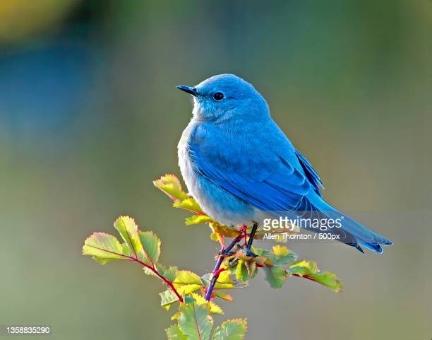 RobertaRobydy's tweet photo. Quanto è brutta questa X nera che ha sostituito l'uccellino azzurro https://t.co/1oRlrexxD7