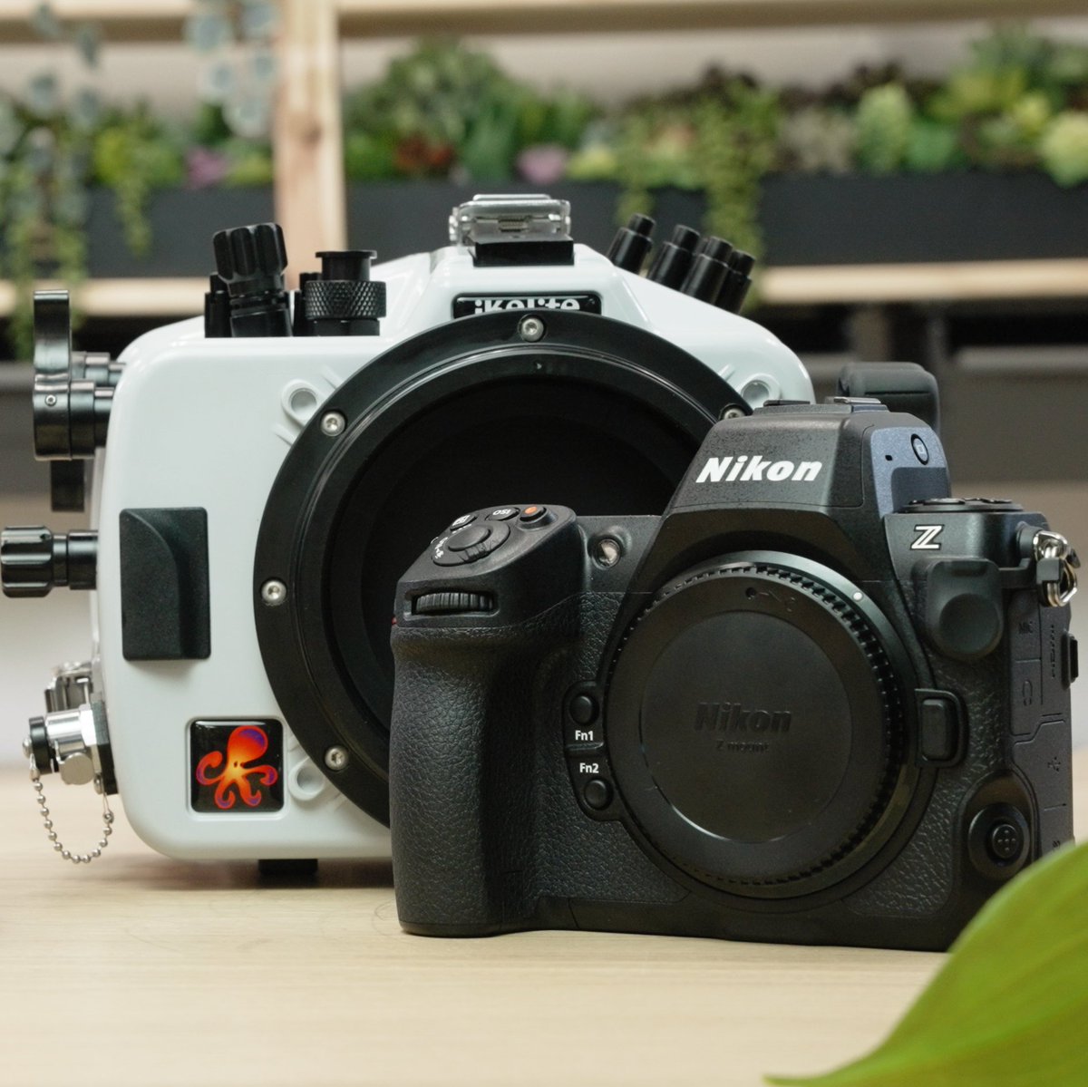 Nikon Z8 200DL Underwater Housing has arrived! 🎉

ikelite.com/blogs/buying-g…

#Nikon #NikonUSA #Z8 #underwaterphotography #camerareview #cameraupgrade