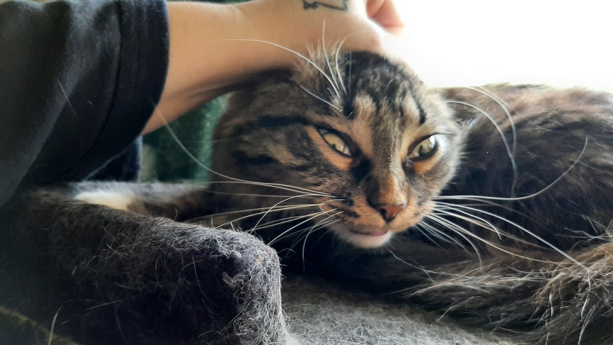 RONSOBONZO's tweet photo. RONSO LOVES TO GET SCRUMBLED CRUMPLED GRUMBLED AND MUMPLED! https://t.co/u0u77agBAN