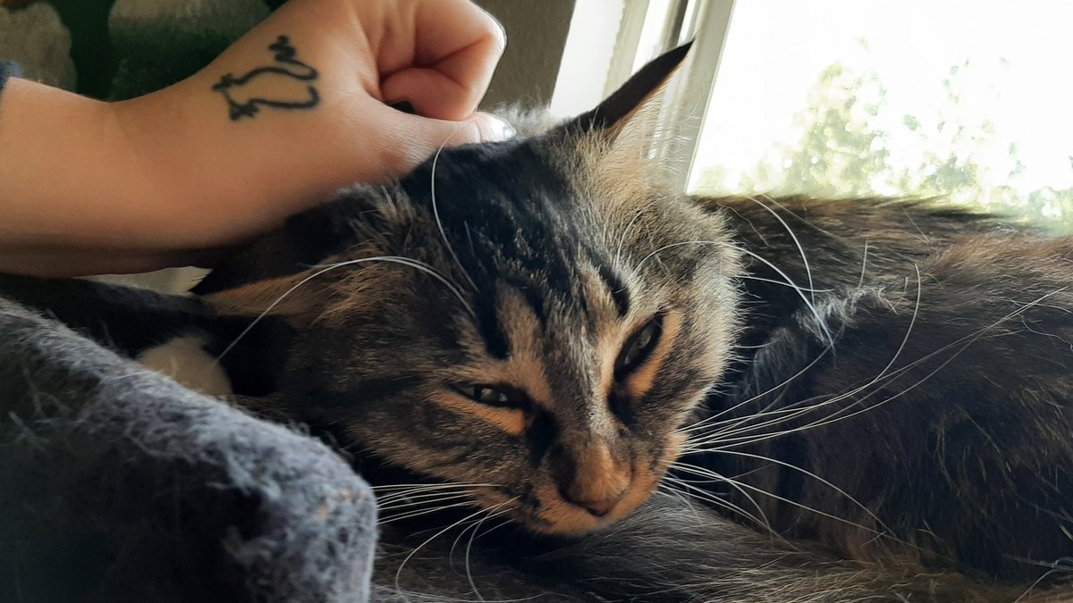 RONSOBONZO's tweet photo. RONSO LOVES TO GET SCRUMBLED CRUMPLED GRUMBLED AND MUMPLED! https://t.co/u0u77agBAN