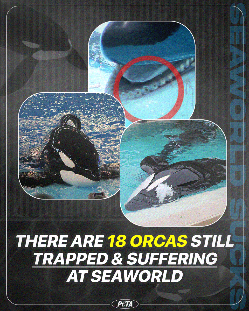 18!! 

Orcas DON’T belong in tiny concrete tanks at #SeaWorld 😡
 
Help send them to seaside sanctuaries 👉 peta.vg/3orb #BoycottSeaWorldDay