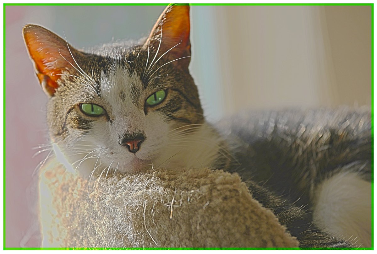 apple bubble double green gumballs

-------------

Canon 5D Mark IV
70-200m

#photography #CatsOfTwitter #cats