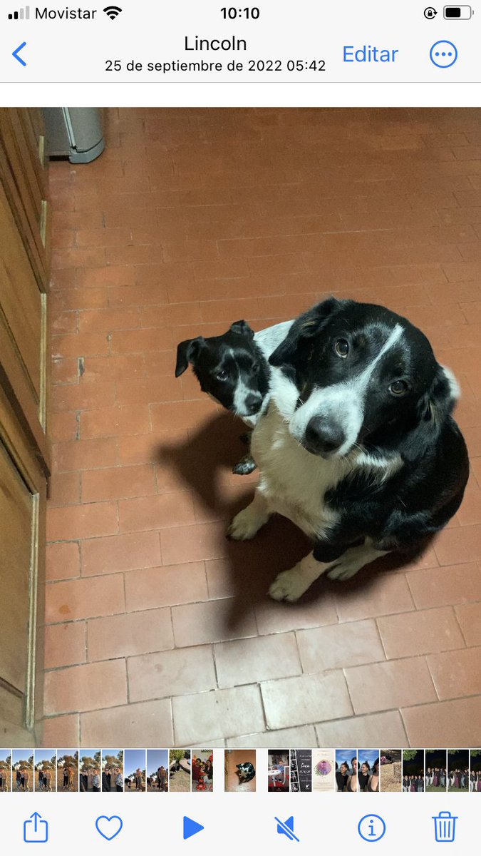 lluuuzzzz's tweet photo. @mossheadswife Gala y Apolo! https://t.co/5gbhvJlcPI