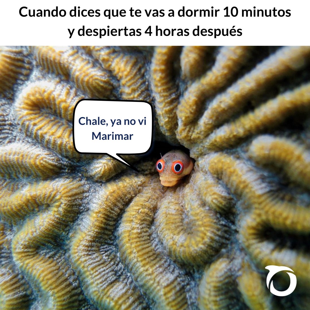 OceanaMexico's tweet photo. Los pendientes como quiera, pero ¿y la novela? 😢
#OceanaMéxico #oceanmeme #lunesdememe https://t.co/bcCgsmz3nK