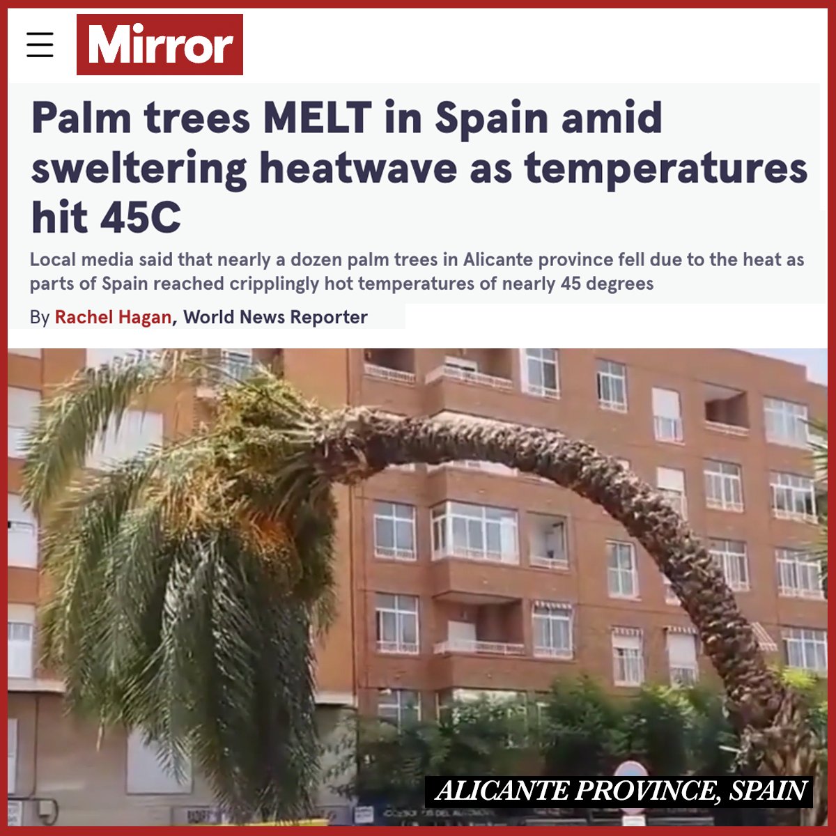 SDonziger's tweet image. BREAKING: It is so excruciatingly hot in Spain right now that palm trees are literally snapping in half. All living ecosystems are deeply threatened as the world races past the tipping point.

Fossil fuels are literally cooking the earth alive.⤵️
mirror.co.uk/news/world-new…