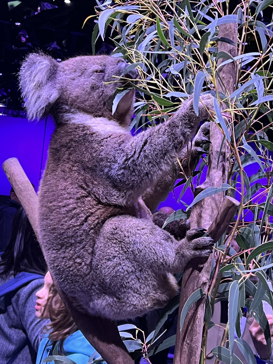 We were all able to enjoy the food at the <a href="/ieeeembs/">IEEE Engineering Medicine and Biology Society</a> #EMBC2023 reception last night including these 🇦🇺 koalas munching on the eucalyptus leaves ! It was a great experience for the conference delegates to see these beautiful animals! 

<a href="/ontariotech_u/">Ontario Tech University</a> 
<a href="/OntarioTechHIR/">Ontario Tech HIR in AI4HW</a> 
#AI4HW 🇦🇺X🇨🇦