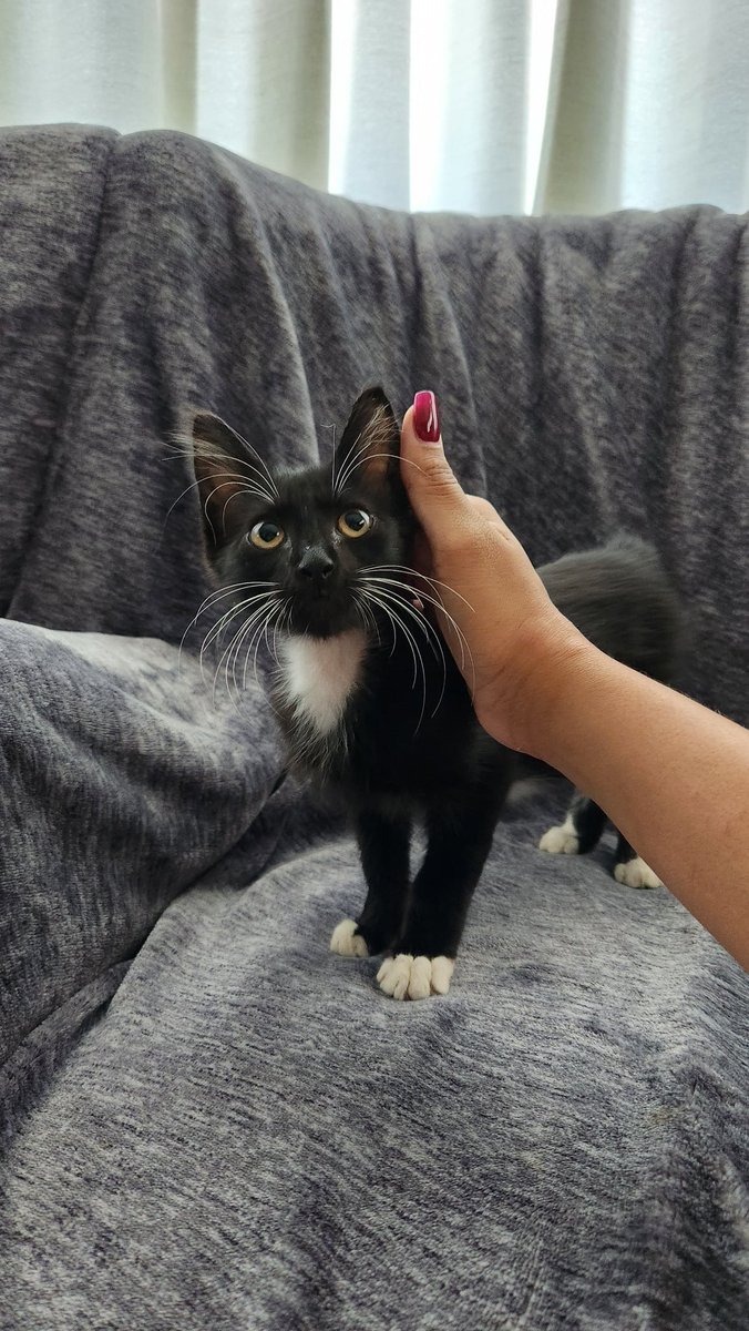 Fostered this sweet baby for a week &amp; now he's going to his new home 🥰😭💕 it's always bittersweet for me