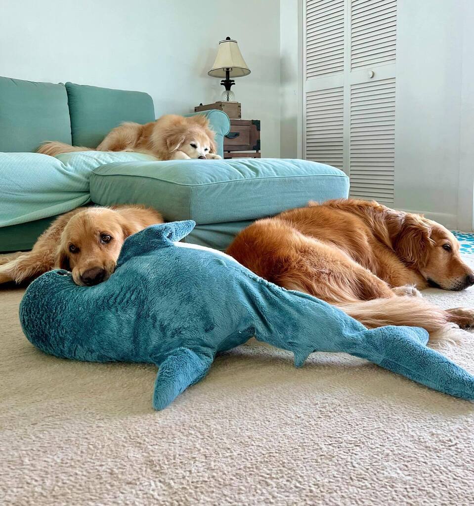 When it's this hot, afternoons are for napping
