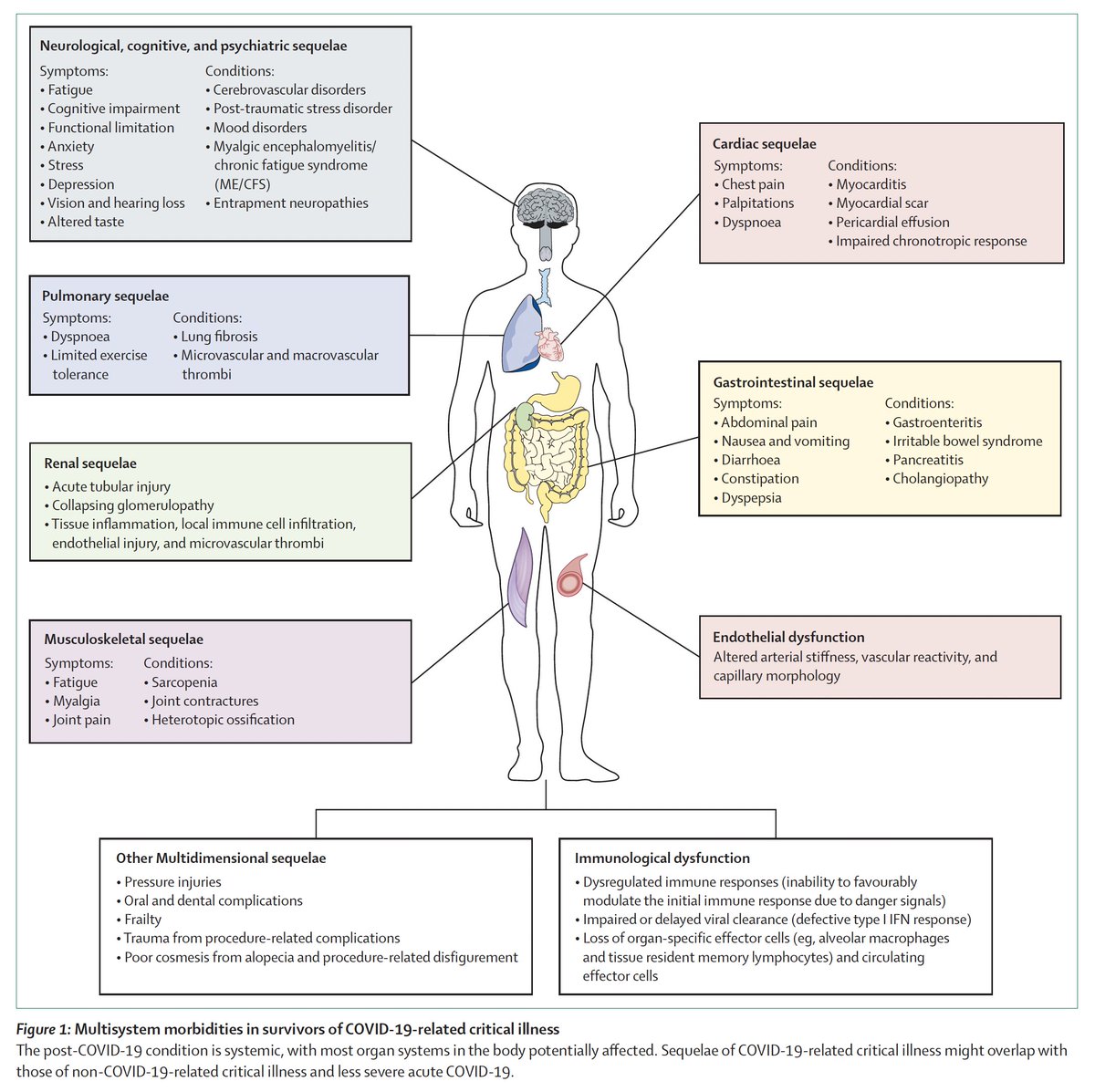 EricTopol's tweet image. Two very good, new #LongCovid reviews
—On the multi-system sequelae
thelancet.com/journals/lanre…
—On mechanisms of brain/neurologic involvement and potential treatment approaches
thelancet.com/journals/lanre…
@LancetRespirMed