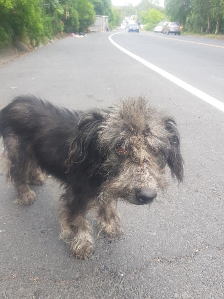 DameTuPatasv's tweet photo. PERRITO APARENTEMENTE ABANDONADO SOBRE CARRETERA PELIGROSA - AYUDA

Buenos días, quiero reportar un perrito, esta en San Bartolo Ilopango. En la colonia que está sobre la carretera de oro. Esta desnutrido, con problemas de piel.

Al parecer no tiene dueño. Info
75195361 https://t.co/Tg7Q0aOnFJ
