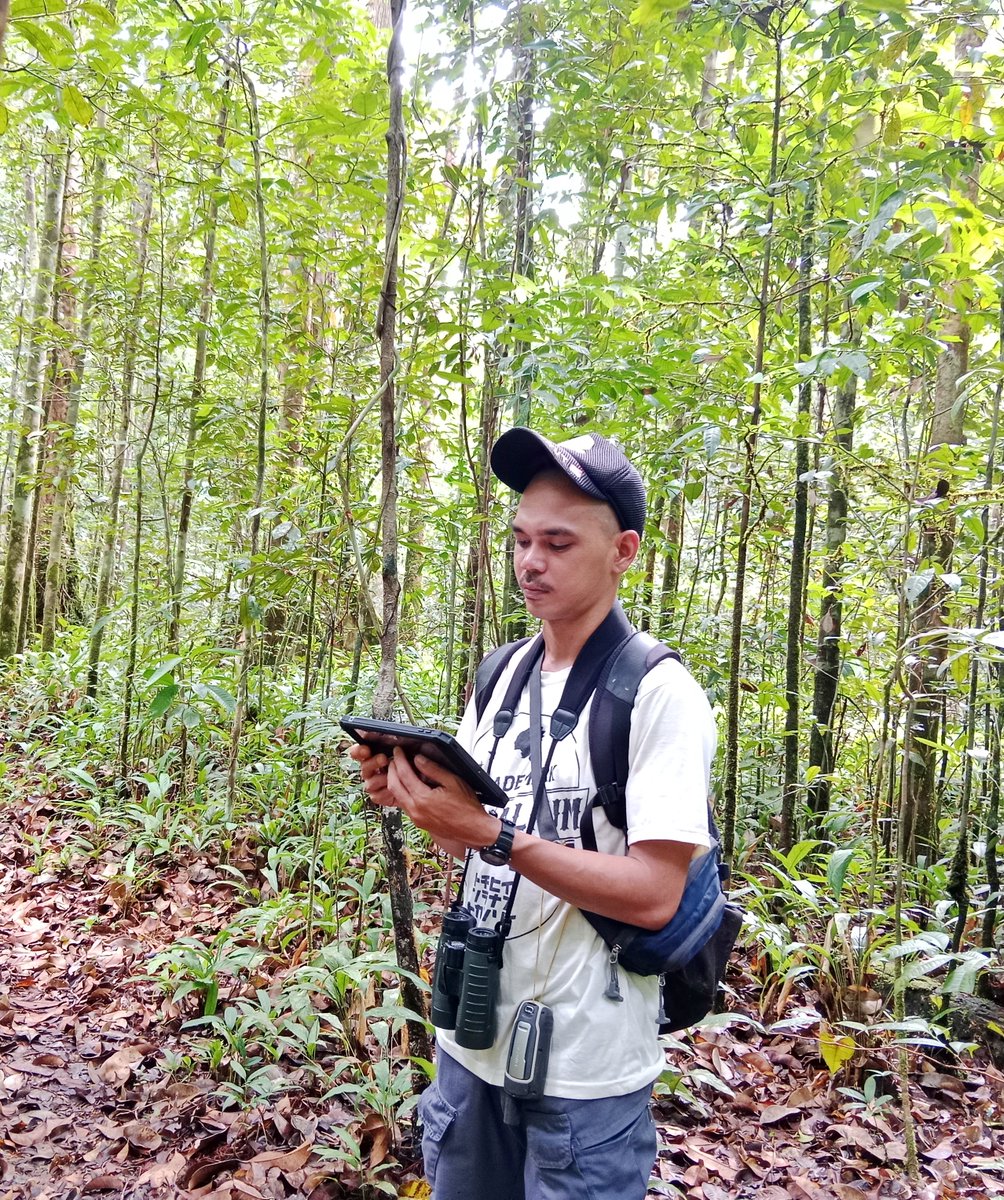 Gunung Palung Orangutan Conservation Program tweet media