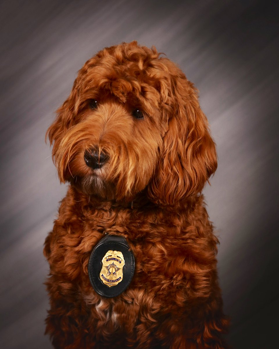 IMPDnews's tweet photo. 🐾 Introducing Officer Gus, our newest four-legged hero! 🐾
 
Today is a special day as we proudly swear in Gus, the 10-month-old Australian Mini Labradoodle, as the official therapy dog for our police department! 🐶

Find out more about him here -> 

https://t.co/3JrDxK1IFz https://t.co/n3WRjMdpmf
