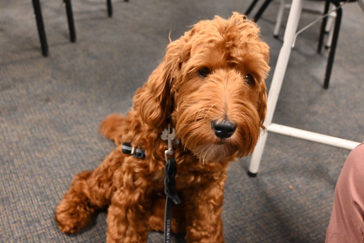 IMPDnews's tweet photo. 🐾 Introducing Officer Gus, our newest four-legged hero! 🐾
 
Today is a special day as we proudly swear in Gus, the 10-month-old Australian Mini Labradoodle, as the official therapy dog for our police department! 🐶

Find out more about him here -> 

https://t.co/3JrDxK1IFz https://t.co/n3WRjMdpmf