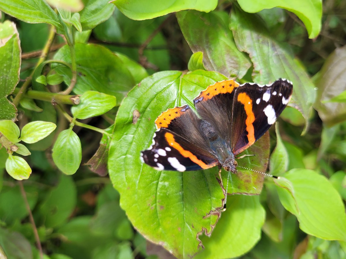 stefsmithart's tweet photo. @savebutterflies https://t.co/GXssva17IM