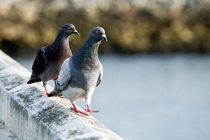 a_london_pigeon's tweet photo. 📷 PigeonsOfNewYork @Pigeons_Of_NY
Two Pigeons Are Better Than One #Oct2015 https://t.co/2bHow9Zpue