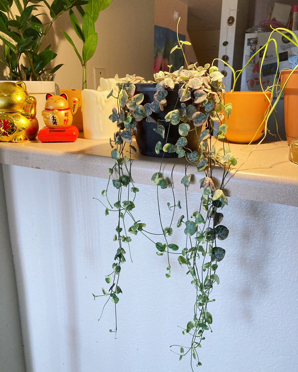My string of hearts brings me dopamine 🥰